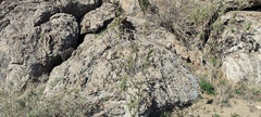 Horsfordia newberryi