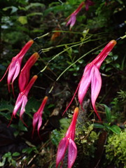 Masdevallia rosea