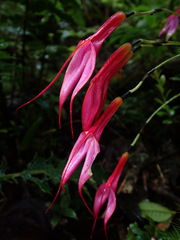 Masdevallia rosea