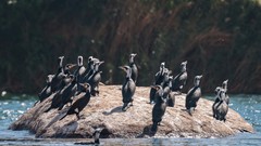 Phalacrocorax carbo
