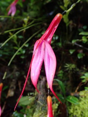 Masdevallia rosea