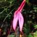Masdevallia rosea - Photo (c) Nolan Exe, some rights reserved (CC BY), uploaded by Nolan Exe