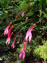 Masdevallia rosea