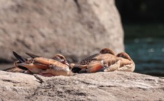 Alopochen aegyptiaca