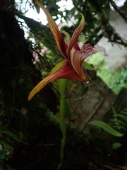 Maxillaria striata