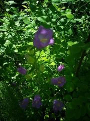 Campanula medium