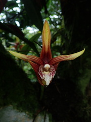 Maxillaria striata