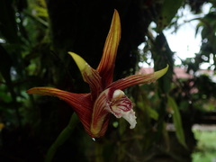 Maxillaria striata