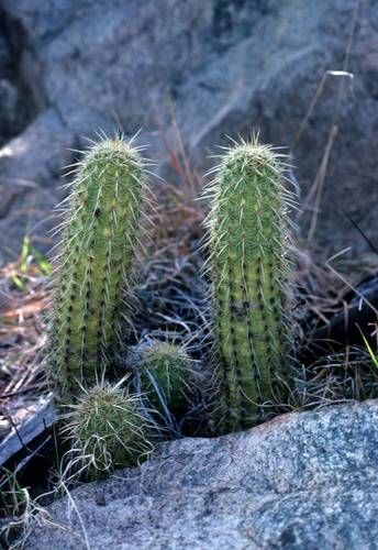 Variety Echinocereus fendleri ledingii · iNaturalist