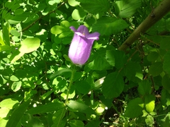 Campanula medium