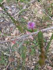 Melaleuca gibbosa