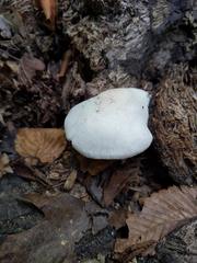 Pluteus tomentosulus