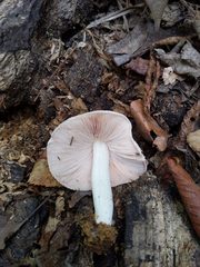 Pluteus tomentosulus