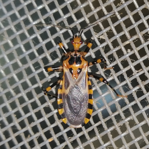 Pothea jaguaris