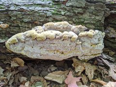 Inonotus glomeratus
