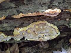 Inonotus glomeratus