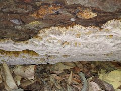Inonotus glomeratus