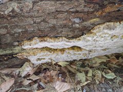 Inonotus glomeratus