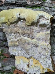 Inonotus glomeratus