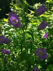 Campanula medium