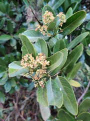 Santalum paniculatum