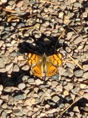 Vanessa annabella