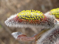 Salix gracilistyla