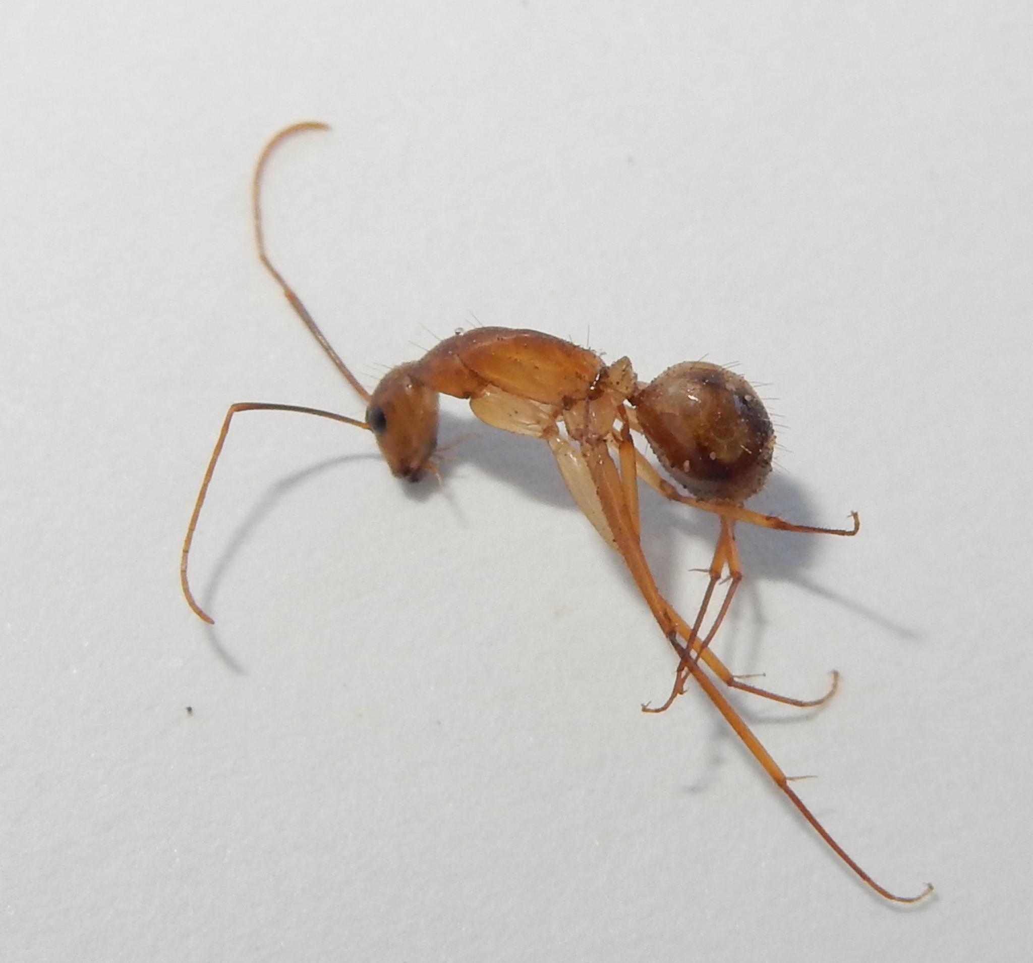 Camponotus caffer