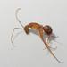 Camponotus caffer - Photo (c) Henry de Lange, algunos derechos reservados (CC BY), subido por Henry de Lange
