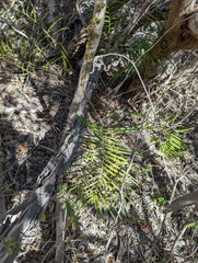 Zamia portoricensis