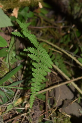Myriopteris lendigera