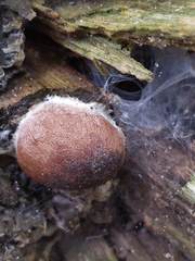 Reticularia splendens
