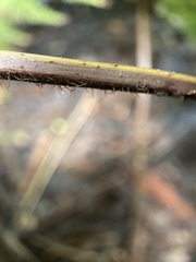 Parapolystichum microsorum