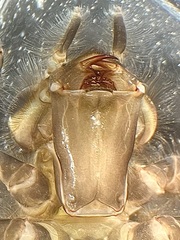 Stylurus scudderi