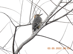 Melanerpes aurifrons