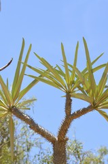 Pachypodium lamerei