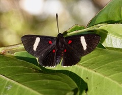Melanis electron