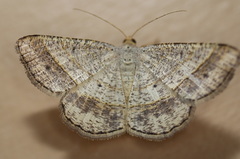 Chiasmia normata