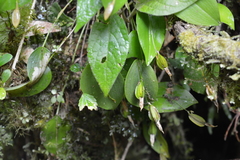 Stelis carpinterae