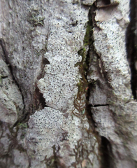 Eopyrenula intermedia