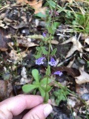 Scutellaria parvula