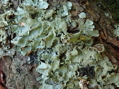 Parmotrema subtinctorium