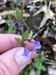 Scutellaria parvula