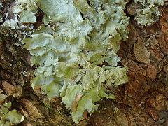 Parmotrema subtinctorium