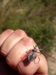 Harpactor tuberculosus