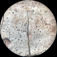 Eopyrenula intermedia