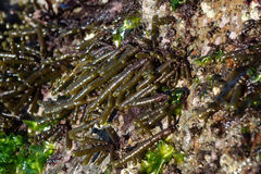 Splachnidium rugosum