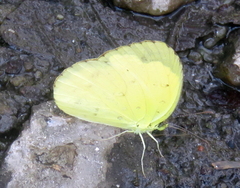 Eurema hecabe solifera