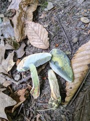 Caloboletus inedulis