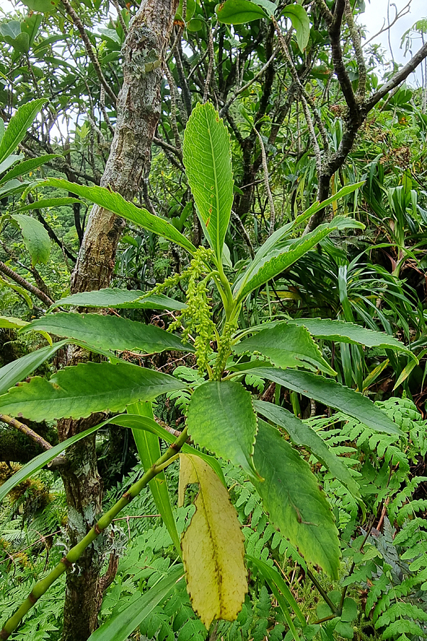 Ascarina diffusa